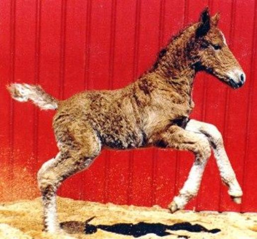 Foal