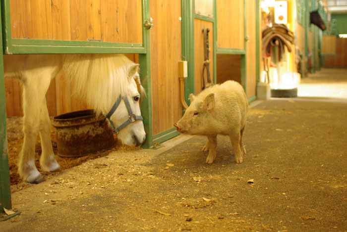 pony_pig