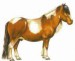 shetland-pony